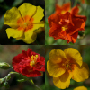 Helianthemum - The Bens Selection - Abriachan Nurseries